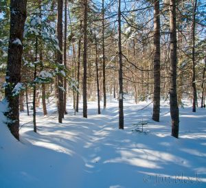 39  DD556--Shadows-along-SRKG-7--Pan-(3).jpg